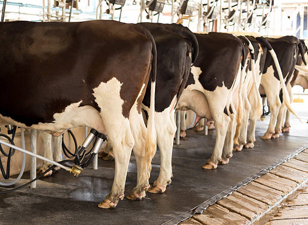 istock Cow milking and mechanized milking equipment 627929378
