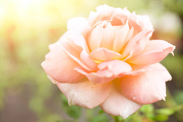 istock Blurred concept rose flower blooming in the garden 627929480