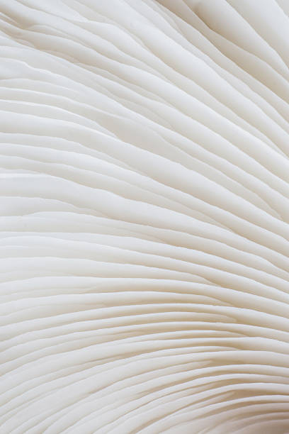 istock abstract background macro of Sajor-caju Mushroom 627929532