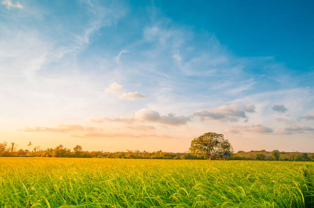 Green rice fild with evening sky