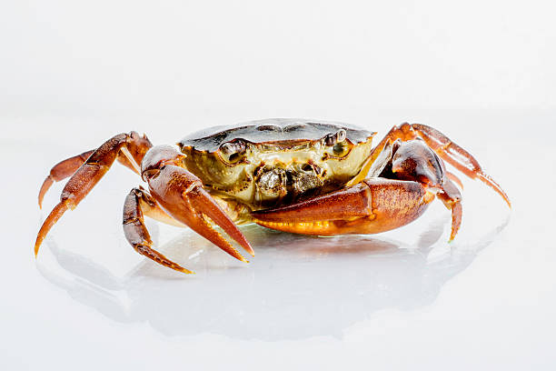istock Freshwater crabs isolated on white background. Ricefield crab in Thailand. 627930174