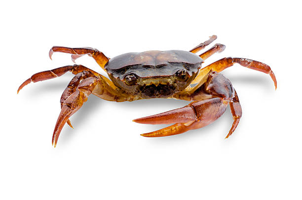 istock Freshwater crabs isolated on white background. Ricefield crab in Thailand. 627930282