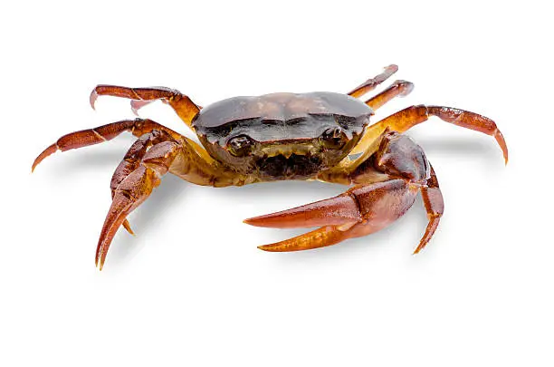 Freshwater crabs isolated on white background. Ricefield crab in Thailand. File contains a clipping path.