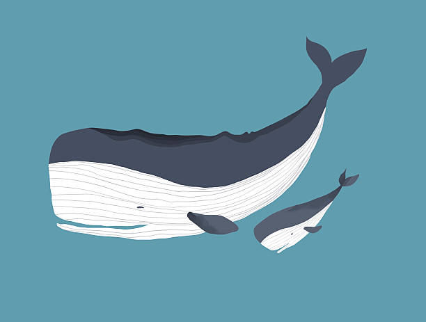 istock Mother and baby whales swimming underwater 627930388