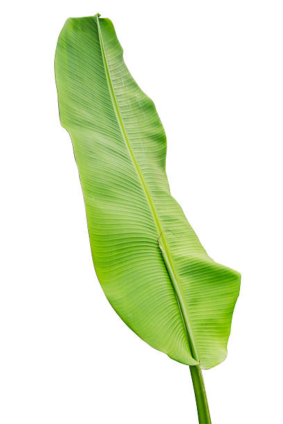 istock Banana leaf isolated on white background 627930454