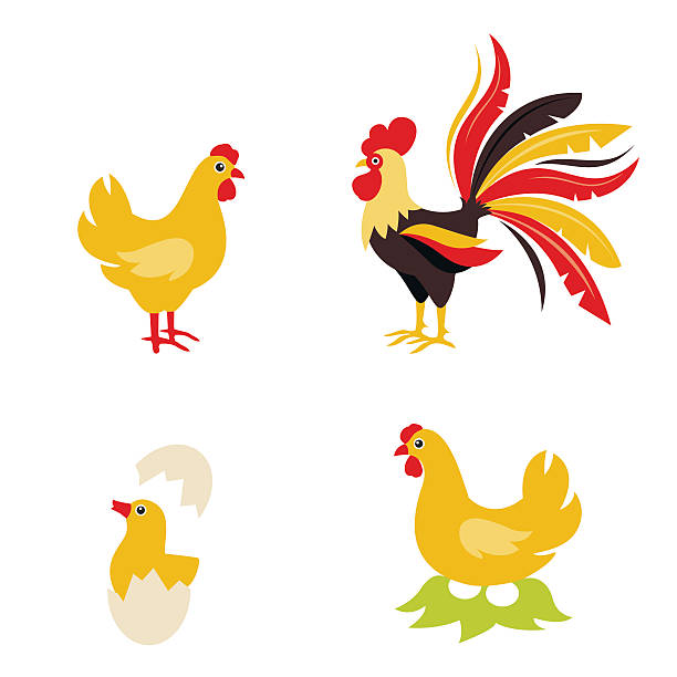 illustrazioni stock, clip art, cartoni animati e icone di tendenza di carino gallo di gallina cartone animato e bambino di pollo. - bird yellow child chicken