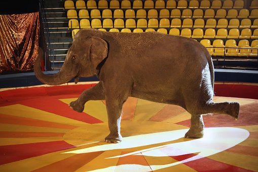 Training of an elephant in the circus ring