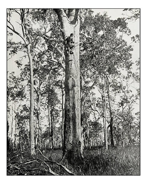 antyczne zdjęcie australijskiego rodowitego drzewa wspinaczkowego - aboriginal stock illustrations