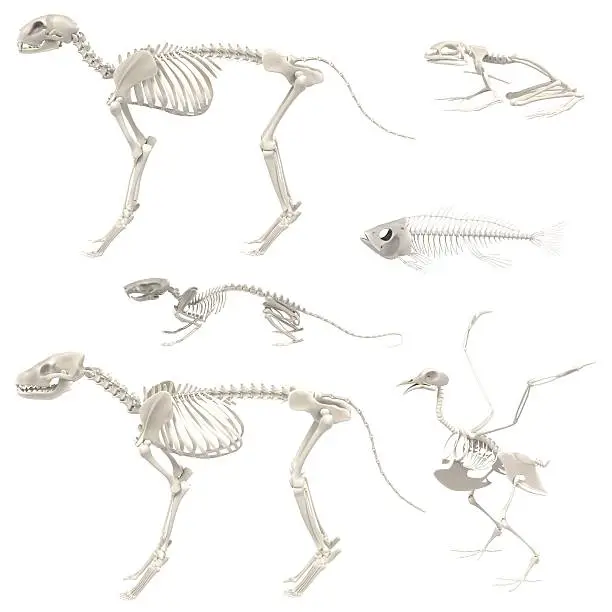 Photo of animal skeletons