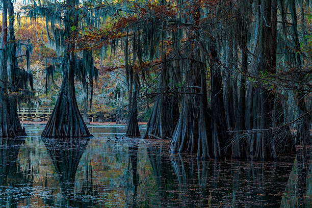 caddo lake - lago caddo - fotografias e filmes do acervo