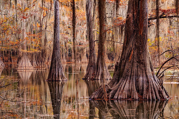 istock Cypress trees Caddo Lake, TX 627942670