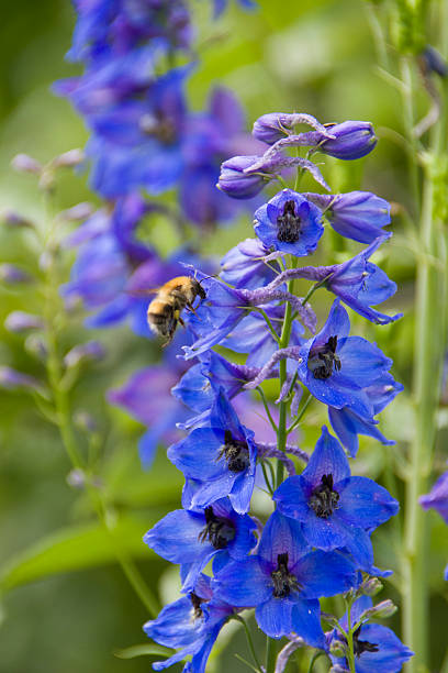 istock bumblebee flying to the bell flower 627949972