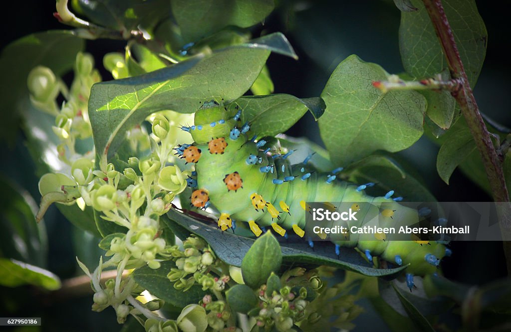Cecropia Moth Caterpillar Eating Leaves Cecropia Moth Caterpillar eating leaves of a flowering bush Beauty In Nature Stock Photo