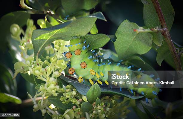 Cecropia Moth Caterpillar Eating Leaves Stock Photo - Download Image Now - Beauty In Nature, Blossom, Blue