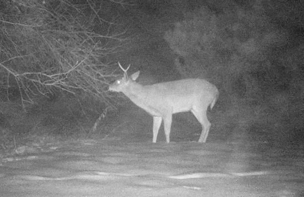 istock Buck in Canadian Winter's Night 627950352