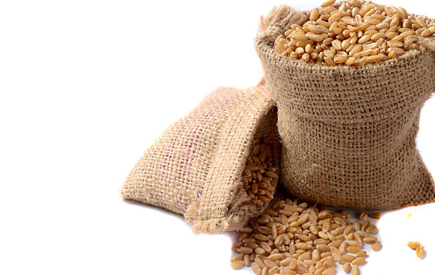 istock Sack of wheat grains isolated on white background 627950804