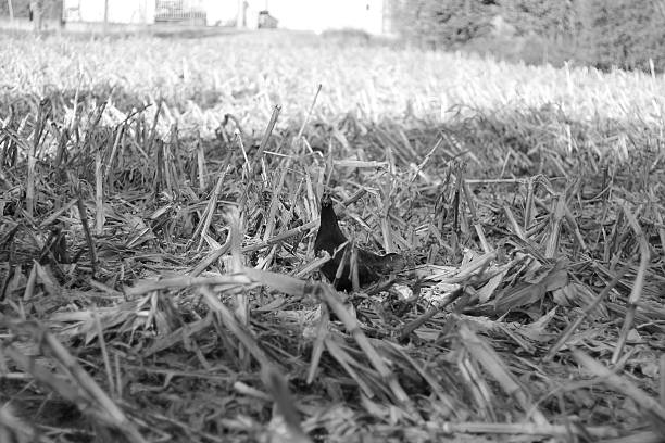 istock Black chicken in black and white 627956898