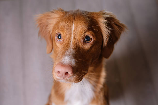 istock Nova Scotia Duck Tolling Retriever Dog indoors 627957202