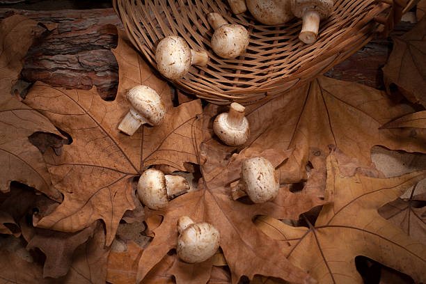 istock Mushrooms in the basket into the woods. 627957266