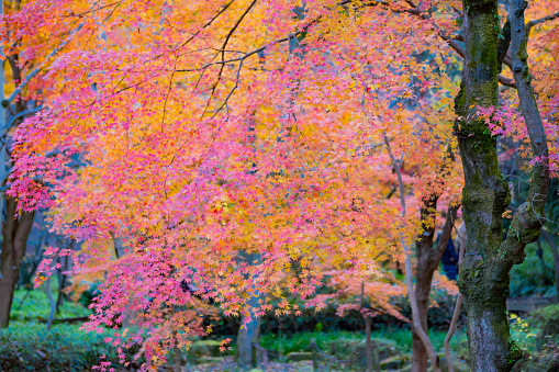 The scenery of brightly colored maple leaves.