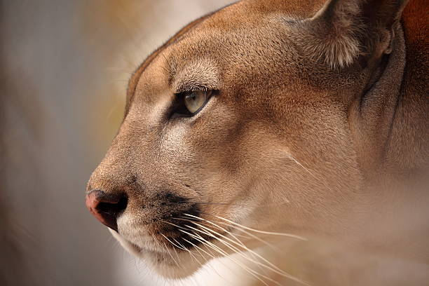 The cougar or mountain lion stock photo