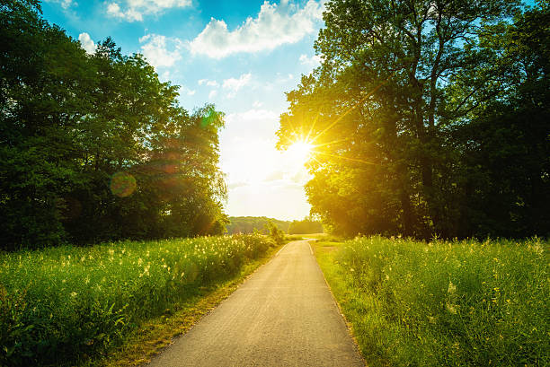 グリーンフィールドで、晴れた日の午後 - meadow forest field sunrise ストックフォトと画像