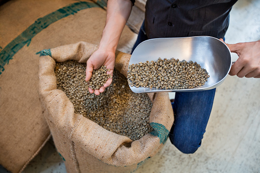 Close up of man hands with scoop examining quality of raw coffee beans from burlap sack