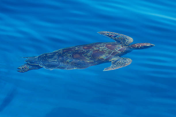 istock Sea turtle swimming Philippines 627966026