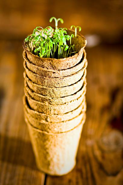 istock Potted seedlings growing in biodegradable peat moss pots. Selective focus 627966790