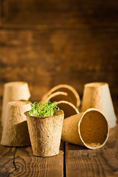 istock Potted seedlings growing in biodegradable peat moss pots. Selective focus 627967020
