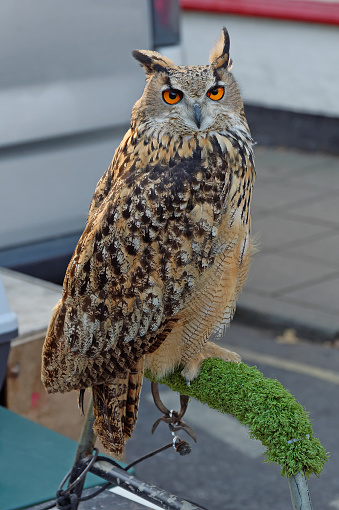 Portrait of a Eurasian Eagle Owl tethered on a perch