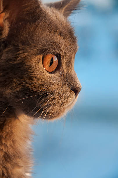 istock British Shorthair cat is looking in the window on the sundown 627968178