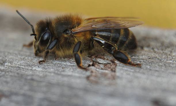 istock Macro shot of a Bee 627968366