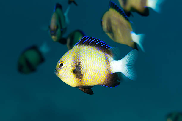 istock Damselfish, Lateral View, Reticulate Dascyllus D. reticulatus, Praslin, Seychelles. 627974972