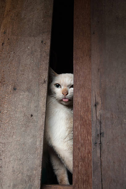 istock Bangkok street wild cat. 627975984
