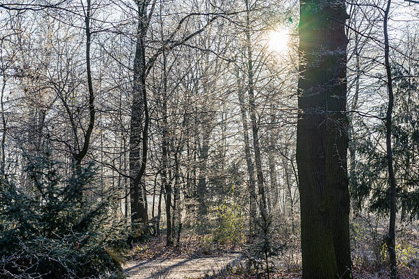 istock city park plants covered in frost 627976334