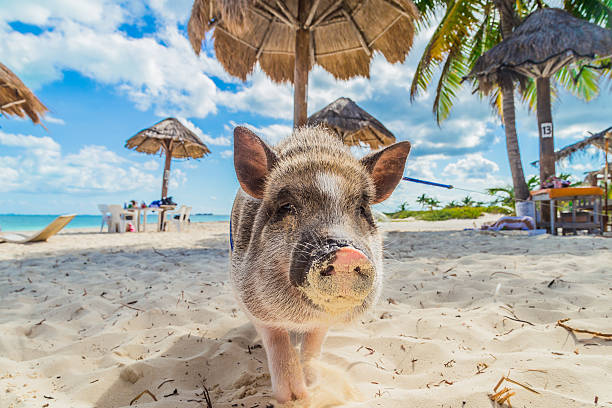 istock Pig on the beach. Dirty beach. Piglet under the palm trees 627976728