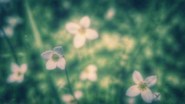 Yellow and Purple Small Wildflowers Blurry Nature Background Square Composition