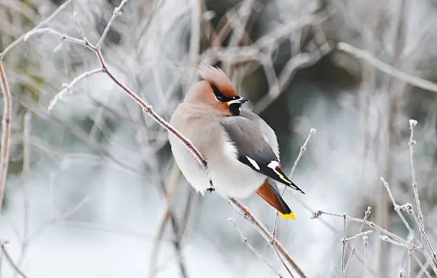 Gorgeous winterbird