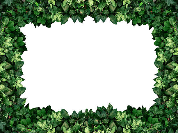 istock frame of the climbing plant isolated on white background 627983716