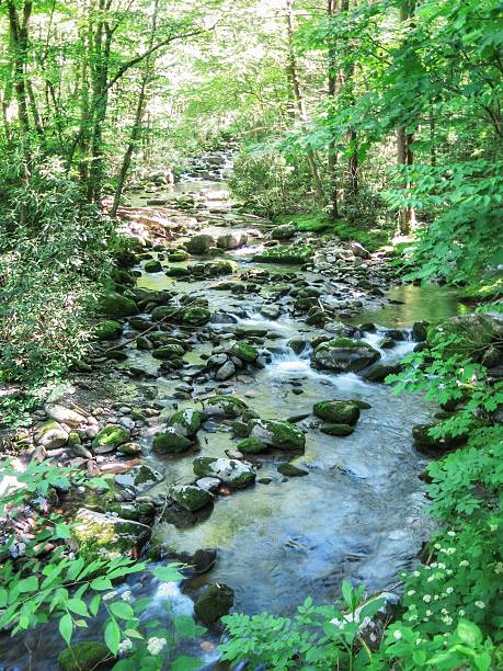 istock Great Smoky Mountain National Park Stream, Creek, Brook, Waterfall 627983824