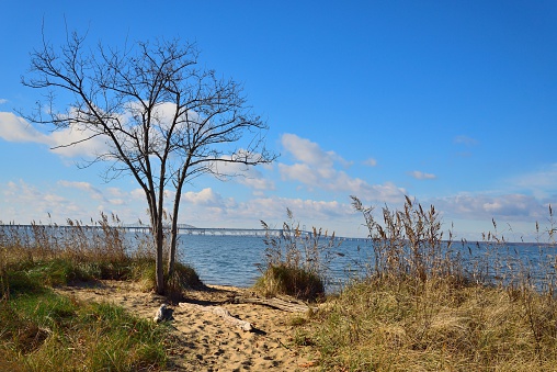 Terrapin State Park provides a different view of the Chesapeake Bay Bridge on a crystal clear and bright winter day with a beautiful blue sky dotted with cumulus clouds