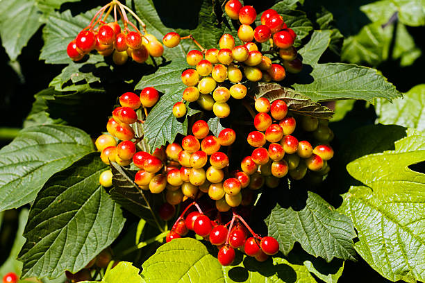istock branch with fruits 627986040