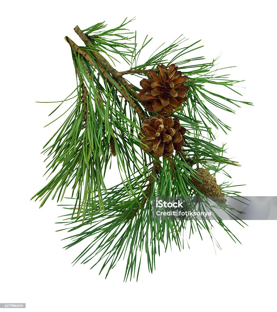 Pine Branches With Cones Isolated Without Shadow Stock Photo - Download  Image Now - Border - Frame, Branch - Plant Part, Christmas - iStock