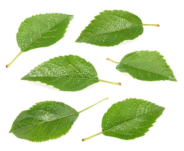 istock Apple leaves collection isolated on white background 627986958