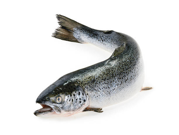 salmón aislado en blanco - trucha fotografías e imágenes de stock