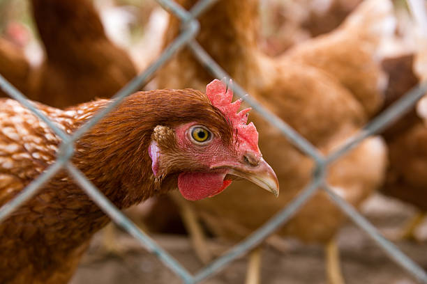 istock Closeup of a hen in a farmyard 627992970