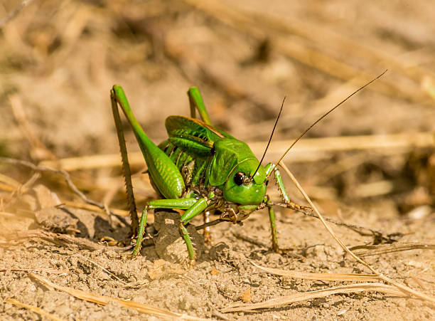 Great green bush cricket - Swiss alps