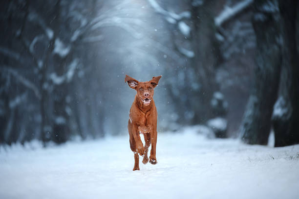 blue color winter landscape, Vizsla breed dog