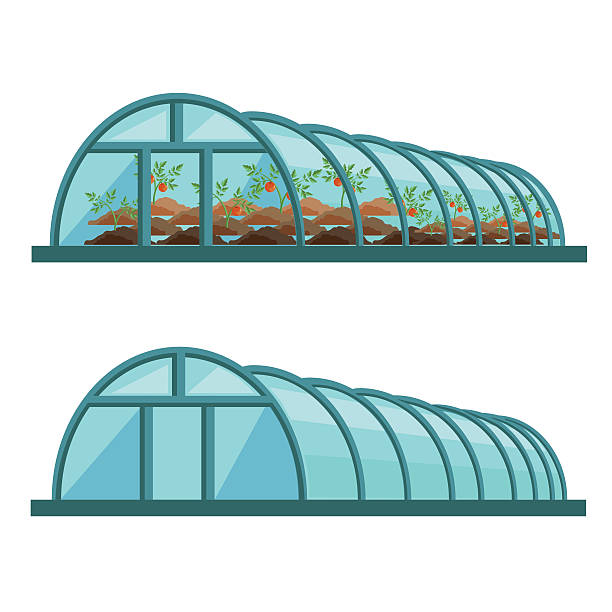 ilustrações de stock, clip art, desenhos animados e ícones de estufa - greenhouse industry tomato agriculture